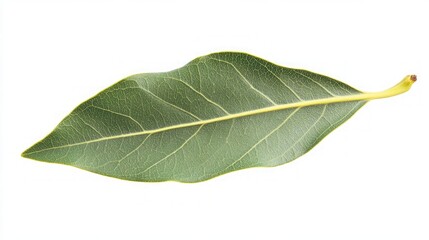 Obraz premium Close-up of a Vibrant Green Leaf