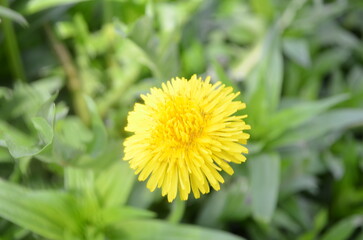 yellow flower