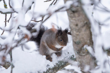 Red squirrel in a tree