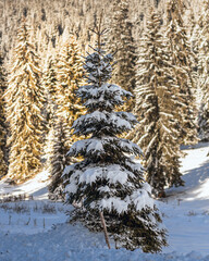 A snow-covered evergreen tree stands in a forest clearing. In the background, a dense forest bathed in sunlight creates a beautiful contrast of warm light and white snow, evoking winter magic.