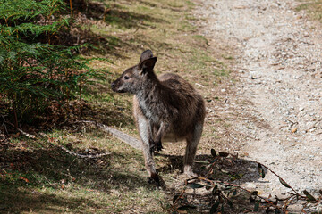 Picture of a young forester kangaroo chilling in the sun on a hiking pathway. Footage captured in the north of Tasmania island, Australia. Wildlife in the forest and bushland of Australia.