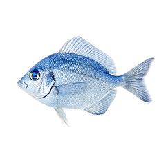 Fototapeta premium blue tang fish isolated transparent background