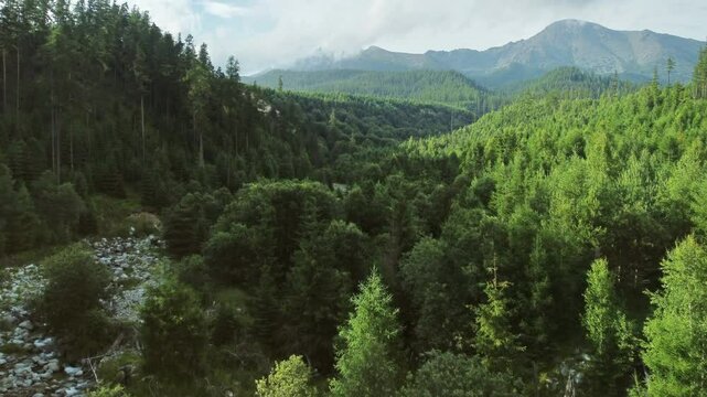 Beautiful summer landscape with forest and river in Tatras mountains, aerial view, Slovakia, 4k