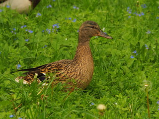 The mallard. Wild duck (Anas platyrhynchos). Duck in the grass. 