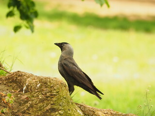The western jackdaw (Coloeus monedula). Eurasian jackdaw in the park.Black bird against a background of grass