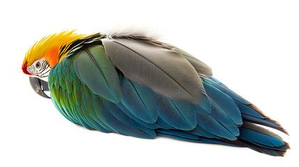 Obraz premium Beautiful macaw parrot feather bird isolated on white background with clipping path