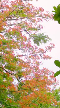 Delonix regia Vertical video vibrant elegance of flowers and leaves, perfect artistic phone wallpaper and mobile homescreen background. Calming mood of flamboyant tree delonix regia red blooms.