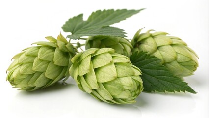Obraz premium Hop cones isolated on white background. Beer brewing ingredients. Beer brewery concept