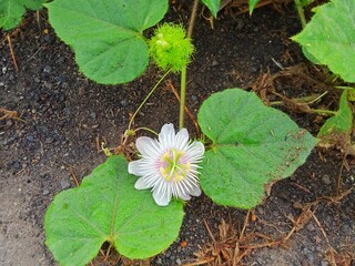 Plant Rambusa with pretty white flowers green leaves growing above ground