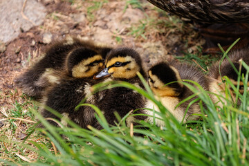 Cute picture of ducklings resting together in the grass of the botanical gardens of Hobart, Tasmania. 5 baby ducks, having a nap in the plants, brothers and sisters ducks. Picture taken in Australia.