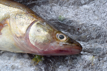 Scaled fish and knife close-up.
