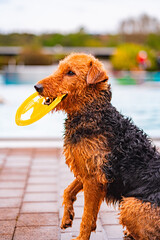 Happy Airedale Terrier Holding a Yellow Frisbee By the Swimming Pool on a Sunny Day