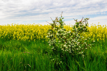 Blooming spring bush against the background of blurred rapeseed field under cloudy May sky in Southern Bulgaria, Haskovo region 