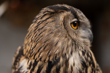 eagle owl, large-sized bird of prey