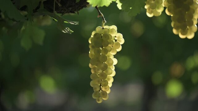 Racimo de uvas blancas 