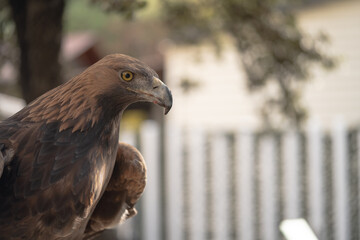 golden eagle, a large predator