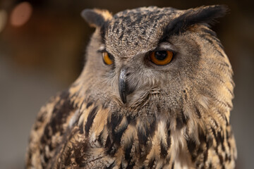 eagle owl, wild animal, large predator