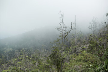 Mystical atmosphere in a destroyed forest on a volcano after an ash eruption. The jungle is reborn on a mountain covered in a cloud or fog.