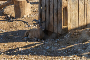 Animals on the Farm in the contact Zoo Farma Rhodes © Roman Bjuty