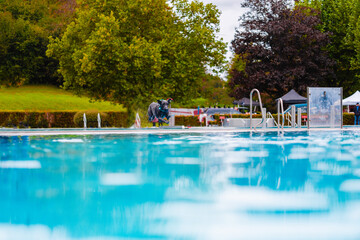 Exciting Outdoor Dog Jumping Into a Refreshing Blue Swimming Pool in a Scenic Park