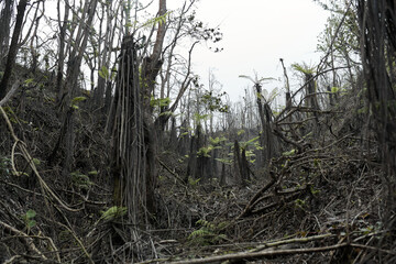 Mystical atmosphere in a destroyed forest on a volcano after an ash eruption. The dead jungle with bare tree trunks and palm trees on the mountain is covered with clouds or fog.