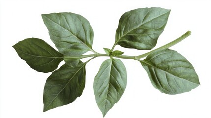 Fresh Basil Leaves - Aromatic Herb