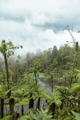 Fototapeta premium Mystical atmosphere in a destroyed forest on a volcano after an ash eruption. The jungle is reborn on a mountain covered in a cloud or fog.