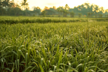 New juicy green rice terraces are covered with morning dew on the popular island of Bali.