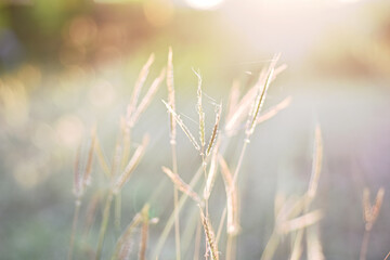 Morning light, nature, field, horizon, rays, meadow, grass. Happy hour in morning fresh with sunrise shiny over grass field.