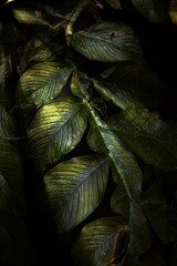 Dark green foliage on tropical leaves. Green leaf background textures ecology garden on tropical rain forest jungle. Greenery bright nature, pattern design element.
