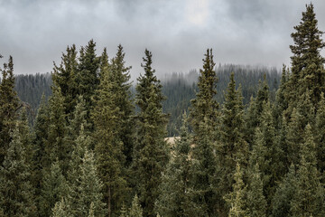 Obraz premium pine forest in the morning