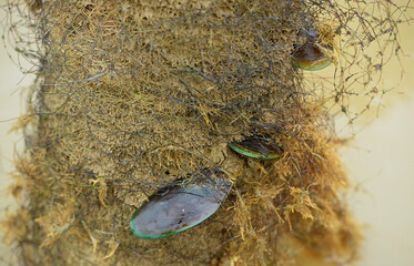 Mussels (Kupang) breed on stakes in the sea area