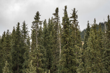 pine forest in the morning