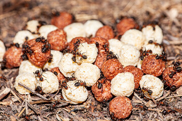 A pile of ant eggs in an ant colony. Ants carry their larvae.