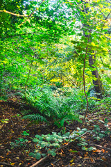 Fototapeta premium Serene Forest Landscape With Lush Greenery And Natural Sunlight Filtering Through The Canopy