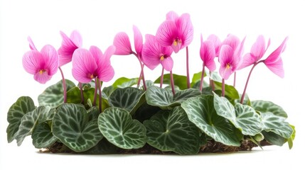 Obraz premium Pink Flowers and Lush Green Leaves