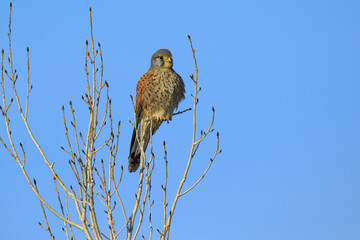 Wildlife - Birds. Common kestrels can be seen in mountains, valleys, forest edges, steppes, agricultural areas, sea coasts and even cities. They usually feed on small mammals such as voles and moles.