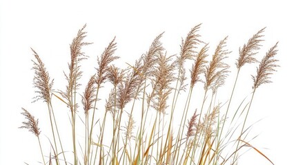 Autumnal Grasses in a Field