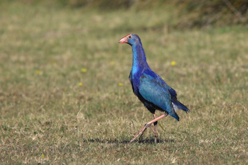 Wildlife - Birds. Image of the reed grey-headed swamphen, which lives in fresh or salty wetlands and lagoons and feeds on the shoots, leaves, roots, flowers and seeds of aquatic plants.