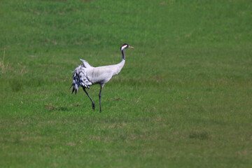Wildlife - Birds. Common Cranes live in forest edges, agricultural areas, and areas with shallow water. They feed on small animals such as rodents, frogs, insects, and various vegetables and fruits.