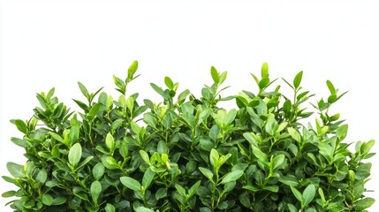 Close-up of Lush Green Bush with Vibrant Foliage
