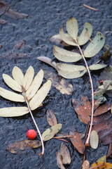 Leaf, red, berry, fall, autumn, cold, ground, fallen, season, Christmas