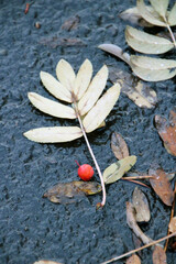 autumn leaves on the ground berries