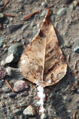 leaf on the ground frozen