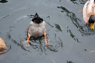 duck in the water bottoms up