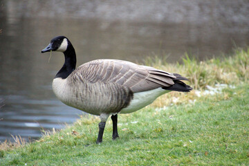 canadian goose on the shore