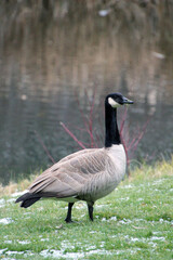 Canada goose