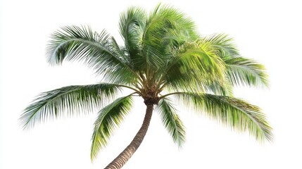 Fototapeta premium Majestic Palm Tree against a White Background