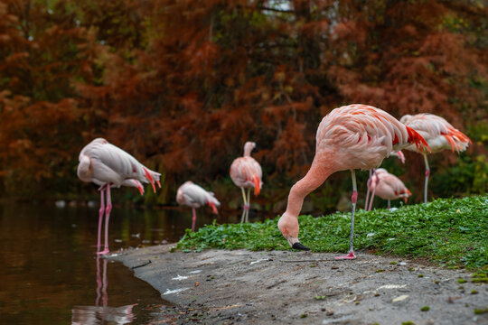 Group of elegant flamingos gathered near the water's edge at H&ouml;henpark Killesberg in Stuttgart. Their vibrant color contrasts with the dark earthy tones of the surrounding foliage.