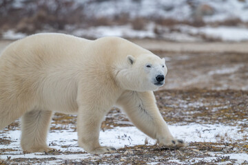 Fototapeta premium Polar bear walking through snow covered field